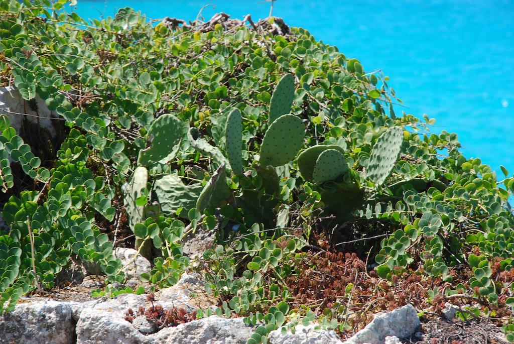 Hotel Il Portico Favignana Kültér fotó